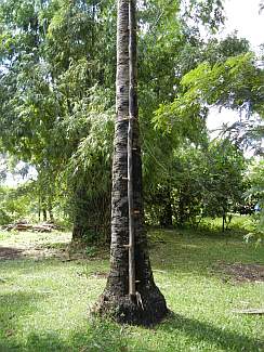 Tree-climbing pole